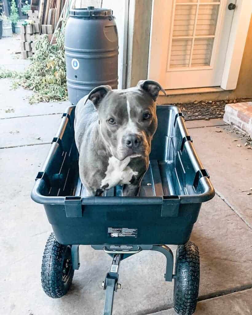 Dog sitting in a garden wagon on the patio.