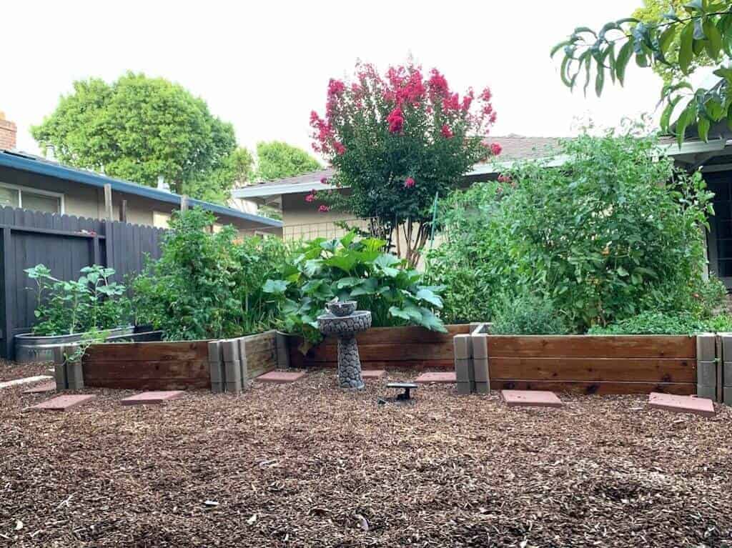 Raised garden bed behind a house.