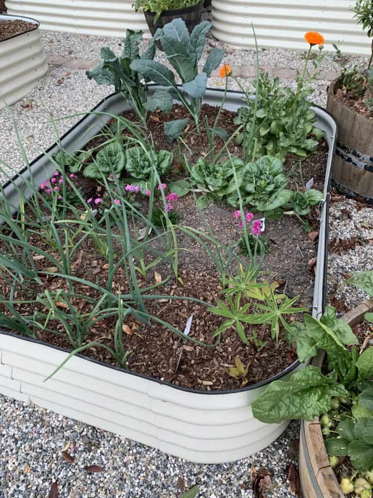 garden bed with various growth