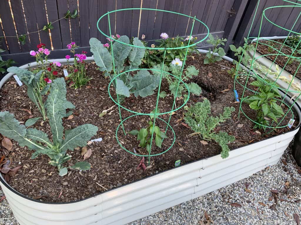 garden bed with various growth
